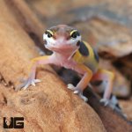 ug_Baby_Normal_Leopard_Gecko_5.jpg