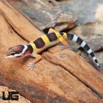 ug_Baby_Normal_Leopard_Gecko_3.jpg