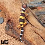 ug_Baby_Normal_Leopard_Gecko_2.jpg