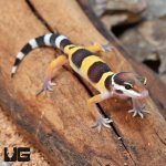 ug_Baby_Normal_Leopard_Gecko_1.jpg