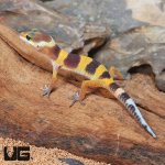 ug_Baby_Tangerine_Leopard_Gecko_4.jpg
