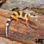 ug_Baby_Tangerine_Leopard_Gecko_3.jpg