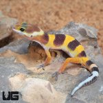 ug_Baby_Tangerine_Leopard_Gecko_2.jpg