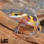 ug_Baby_Tangerine_Leopard_Gecko_1.jpg