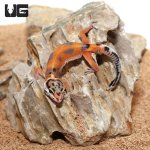 ug_Baby_Tangerine_Clown_Leopard_Gecko_4.jpg