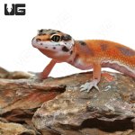 ug_Baby_Tangerine_Clown_Leopard_Gecko_3.jpg