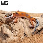 ug_Baby_Tangerine_Clown_Leopard_Gecko_2.jpg