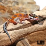 ug_Baby_Tangerine_Clown_Leopard_Gecko_1.jpg