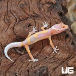 ug_Baby_Clown_Albino_Leopard_Gecko_4.jpg