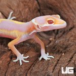 ug_Baby_Clown_Albino_Leopard_Gecko_3.jpg