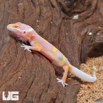ug_Baby_Clown_Albino_Leopard_Gecko_2.jpg