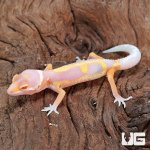 ug_Baby_Clown_Albino_Leopard_Gecko_1.jpg
