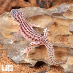 ug_Baby_Super_Snow_Leopard_Gecko_4.jpg