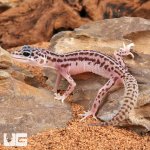 ug_Baby_Super_Snow_Leopard_Gecko_3.jpg