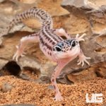 ug_Baby_Super_Snow_Leopard_Gecko_2.jpg