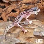 ug_Baby_Super_Snow_Leopard_Gecko_1.jpg