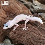 ug_Baby_Blizzard_Leopard_Gecko_4.jpg