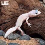 ug_Baby_Blizzard_Leopard_Gecko_3.jpg