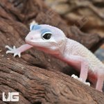 ug_Baby_Blizzard_Leopard_Gecko_2.jpg