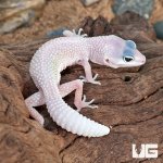 ug_Baby_Blizzard_Leopard_Gecko_1.jpg