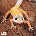 ug_baby_leucistic_leopard_gecko_4.jpg