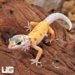 ug_baby_leucistic_leopard_gecko_3.jpg