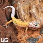 ug_baby_leucistic_leopard_gecko_2.jpg