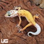 ug_baby_leucistic_leopard_gecko_1.jpg