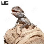 ug_baby_geneti_stripe_bearded_dragon_1.jpg