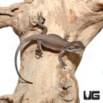 ug_baby_geneti_stripe_bearded_dragon_2.jpg