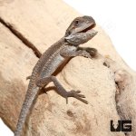 ug_baby_geneti_stripe_bearded_dragon_3.jpg