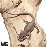 ug_baby_geneti_stripe_bearded_dragon_4.jpg