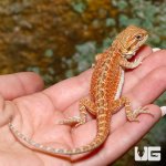 ug_baby_dunner_hypo_bearded_dragon_4.jpg