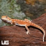 ug_baby_dunner_hypo_bearded_dragon_3.jpg