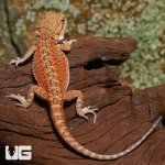 ug_baby_dunner_hypo_bearded_dragon_2.jpg