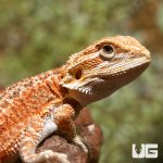 ug_baby_dunner_hypo_bearded_dragon_1.jpg