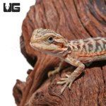 ug_baby_translucent_leatherback_bearded_dragon_1-300x300.jpg