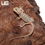 ug_baby_translucent_leatherback_bearded_dragon_2-300x300.jpg