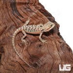 ug_baby_translucent_leatherback_bearded_dragon_3-300x300.jpg