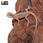 ug_baby_translucent_leatherback_bearded_dragon_4.jpg