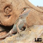 ug_translucent_bearded_dragon_2.jpg