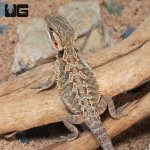 ug_translucent_bearded_dragon_3.jpg