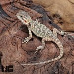 ug_translucent_bearded_dragon_4.jpg