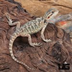 ug_translucent_bearded_dragon_5.jpg