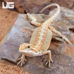 ug_baby_Hypo_citrus_bearded_dragon_4.jpg