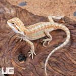 ug_baby_Hypo_citrus_bearded_dragon_3.jpg