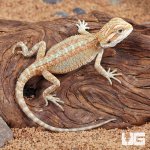 ug_baby_Hypo_citrus_bearded_dragon_2.jpg
