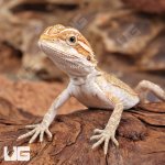 ug_baby_Hypo_citrus_bearded_dragon_1.jpg