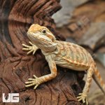 ug_Hypo_Inferno_Leatherback_4.jpg