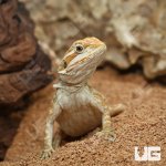 ug_Hypo_Inferno_Leatherback_1.jpg